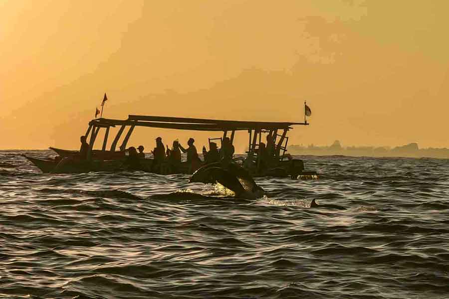 Lovina Dolphin Watching Tour | Lovina Beach | Auravena Travel | Indonesia Tour Package & Bali Tour Specialist