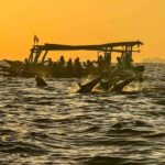 Lovina Dolphin Watching Tour | Lovina Beach | Auravena Travel | Indonesia Tour Package & Bali Tour Specialist